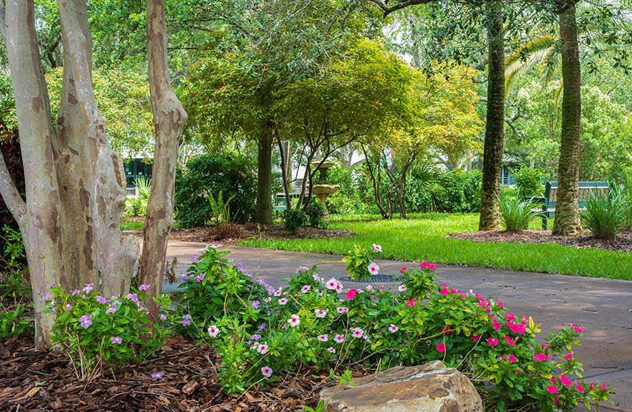Flowers and trees on the USF St. Petersburg campus