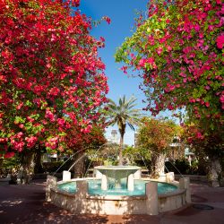An large outdoor water fountain framed by two large trees with bright pink flowers.