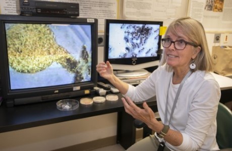 Professor Deby Cassill seated in front of computers