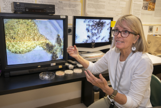 Dr. Deby Cassill talking about her research shown on a computer screen