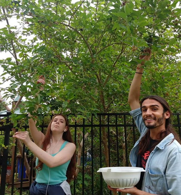 harvesting Mulberries