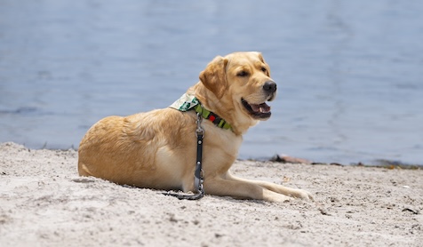 Snowbird, the comfort dog, lying on sand