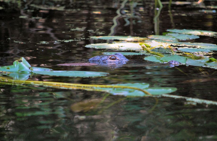 Alligator eye popping up from water