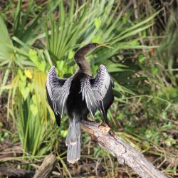 Picture of a bird sunning their wings. 
