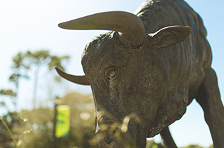 Bull statue on the USF Sarasota-Manatee campus