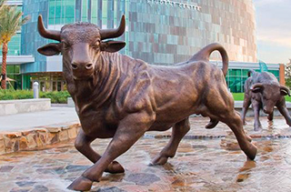 Bull statue on the USF Tampa campus