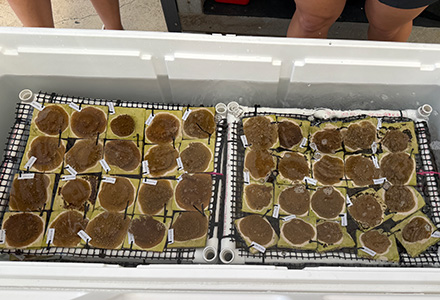 baby elkhorn corals in a cooler