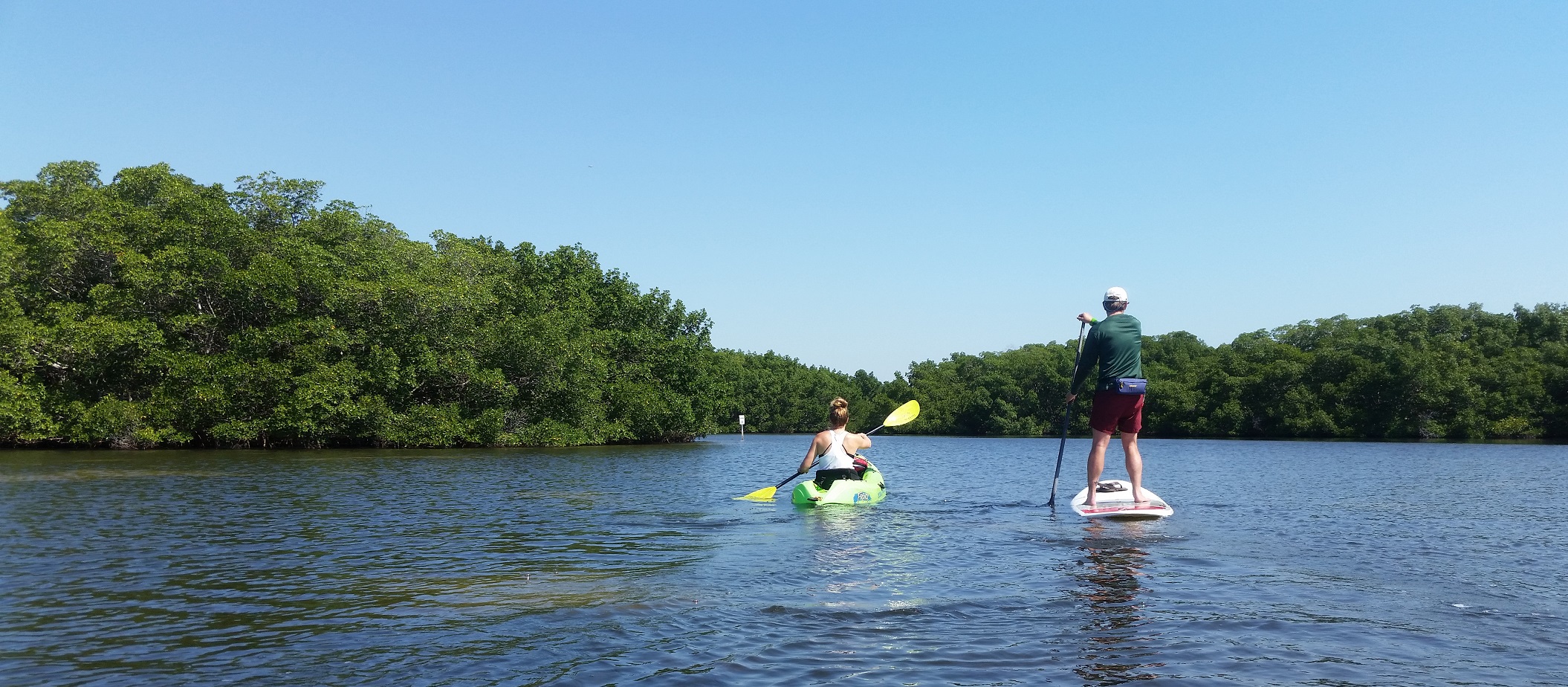 two students paddleboarding near mangroves