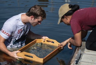 students sifting objects in the water as part of a research project