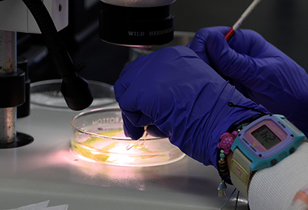Students studying samples