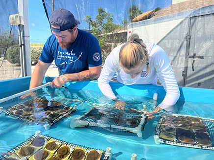 Baby elkhorn coral being cared for at KML 