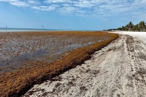 Sargassum on a beach.