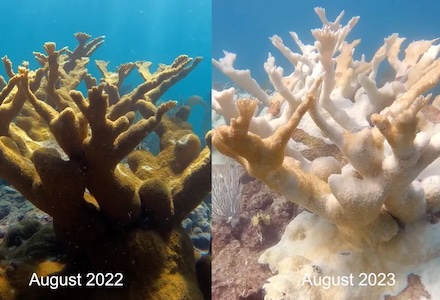 Before and after bleached coral.