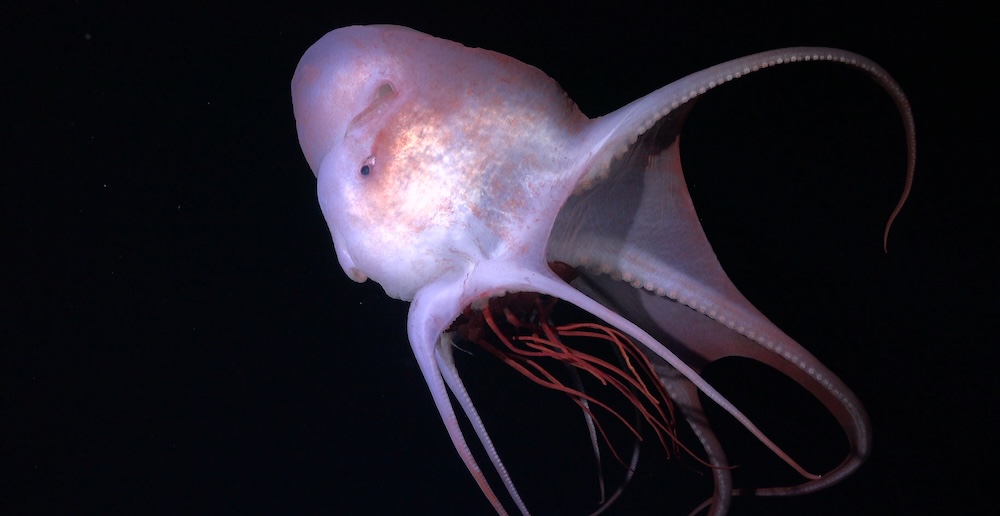 A pelagic octopus eats a bright red jellyfish 800 meters below the surface.