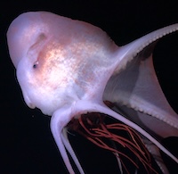 Octopus eating red jellyfish at 800 meters below the surface.