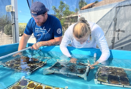 Coral transplant in 2025