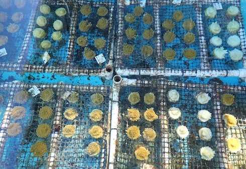 Corals during 2023 mass bleaching event.