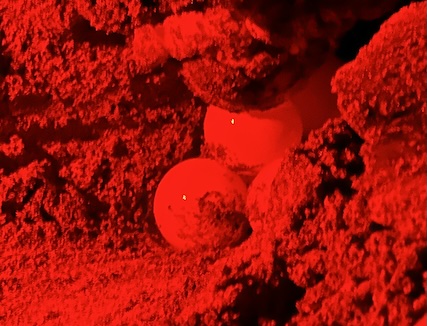 A clutch of leatherback sea turtle eggs.