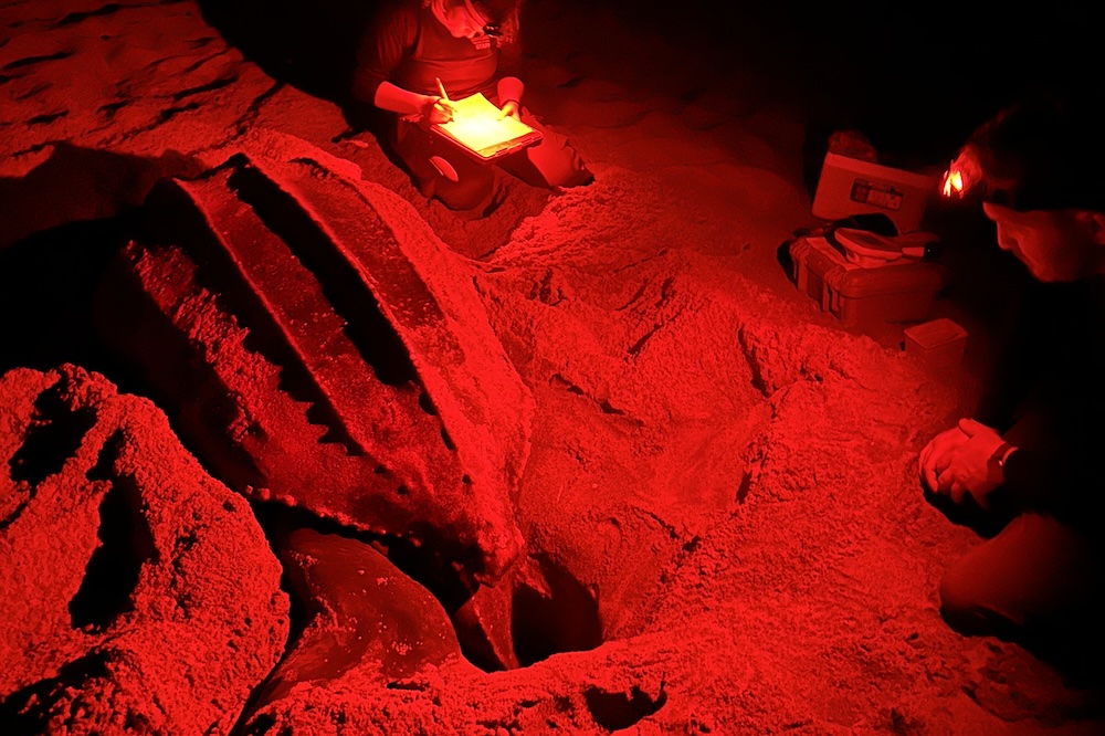 A leatherback lays eggs in Juno Beach, Florida.