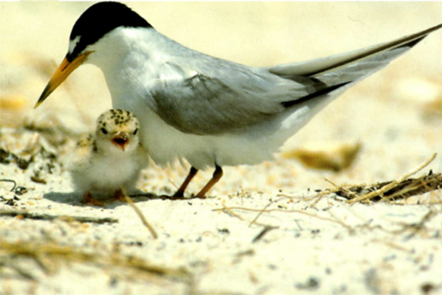 Adult Least Tern and chick. Photo by Amanda and M.C. Morgan.