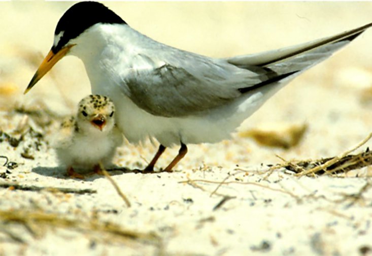 Adult Least Tern and chick. Photo by Amanda and M.C. Morgan.
