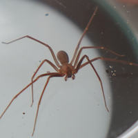 Brown recluse spider.
