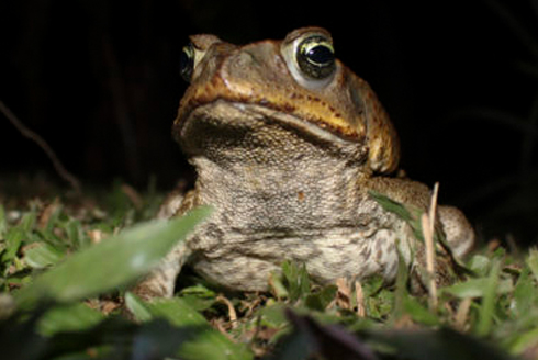 Cane toad