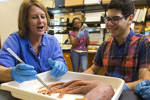 Professor Heather Judkins showing a student a cephalopod.