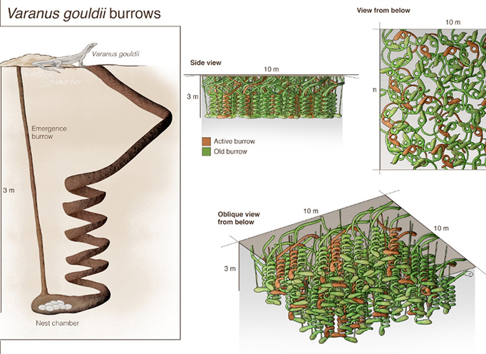 Various views of burrows