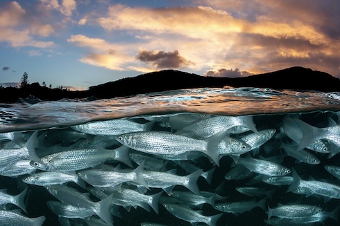 Fisheries resilient story.