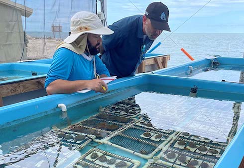 Coral health veterinarians assess corals to clear them for return at Keys Marine Laboratory.