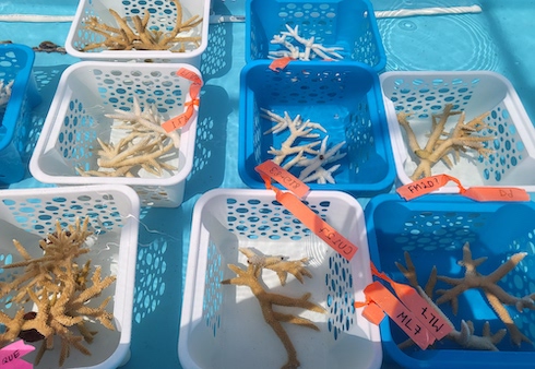 Coral recovery at Keys Marine Lab