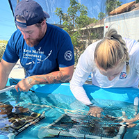 baby elkhorn corals in tanks at KML