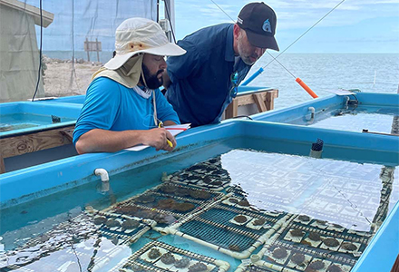 two men examining a box of corals