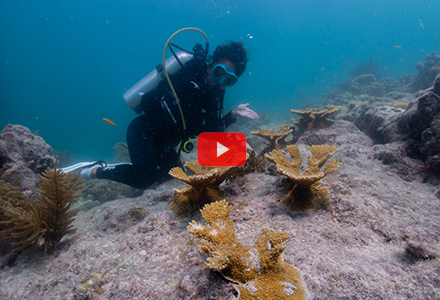 Marine Biology student Min Min Kelly exploring underwater