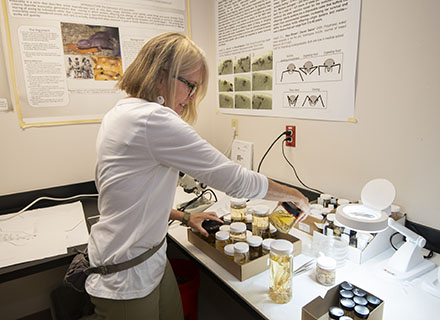 Deby Cassill sorting spcies