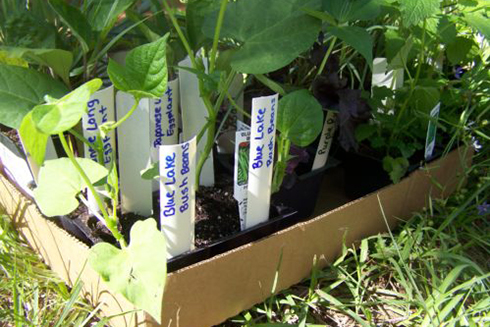 Small vegetable plants waiting to be planted in community garden.