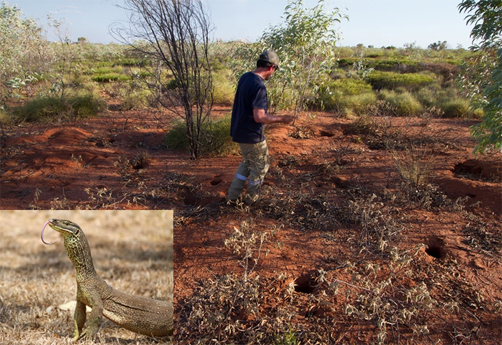 Sean Doody, assistant professor and graduate director of integrative biology at the USF St. Petersburg campus, studies the nesting biology of monitor lizards in Australia.