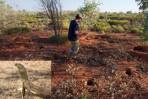 Sean Doody, assistant professor and graduate director of integrative biology at the USF St. Petersburg campus, studies the nesting biology of monitor lizards in Australia.