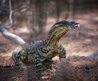 monitor lizard