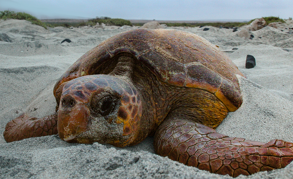 Loggerhead see turtle on the sand