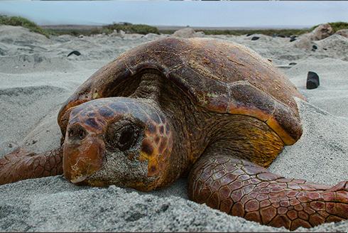 Loggerhead see turtle on the sand