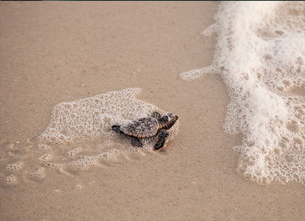 Turtle hatchling crawling on the sand.