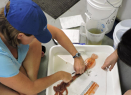 Judkins and Isabel Romero from the USF College of Marine Science document an Asperoteuthis, a species of squid.
