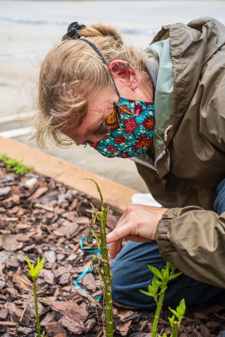 Darla Ostenson and the groundskeeping crew planted milkweed (mostly devoured in this image) that attracted monarch caterpillars to campus.