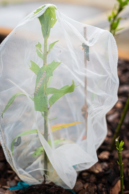 Paint strainers were used as netting over the plants and caterpillars to reduce the chance of death by predators.