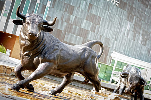 Bull statue on campus