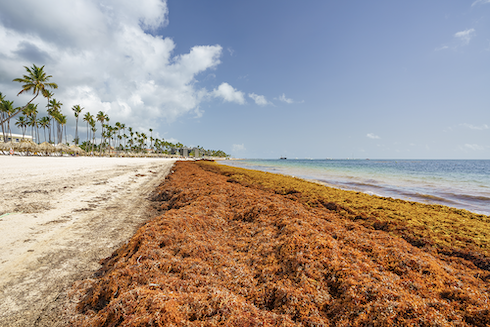 Sargassum began showing up on Caribbean beaches in 2011 and has caused economic and health issues for those regions.
