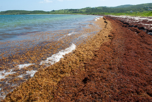 The new grant aims to monitor and forecast Sargassum blooms such as this one that inundated a beach on the Caribbean island of Saint Martin. Photo by Mark Yokoyama.