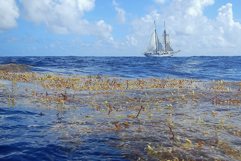sargassum decline